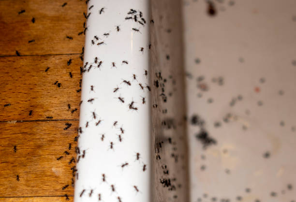 Best Flea Control Services  in Linden, NJ